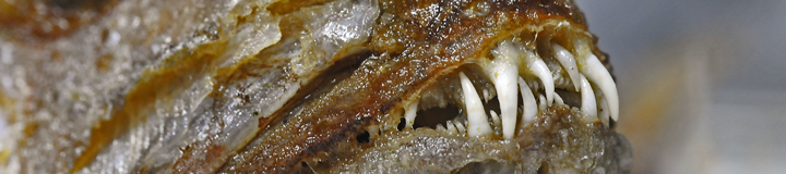 canarische_fische_02.png