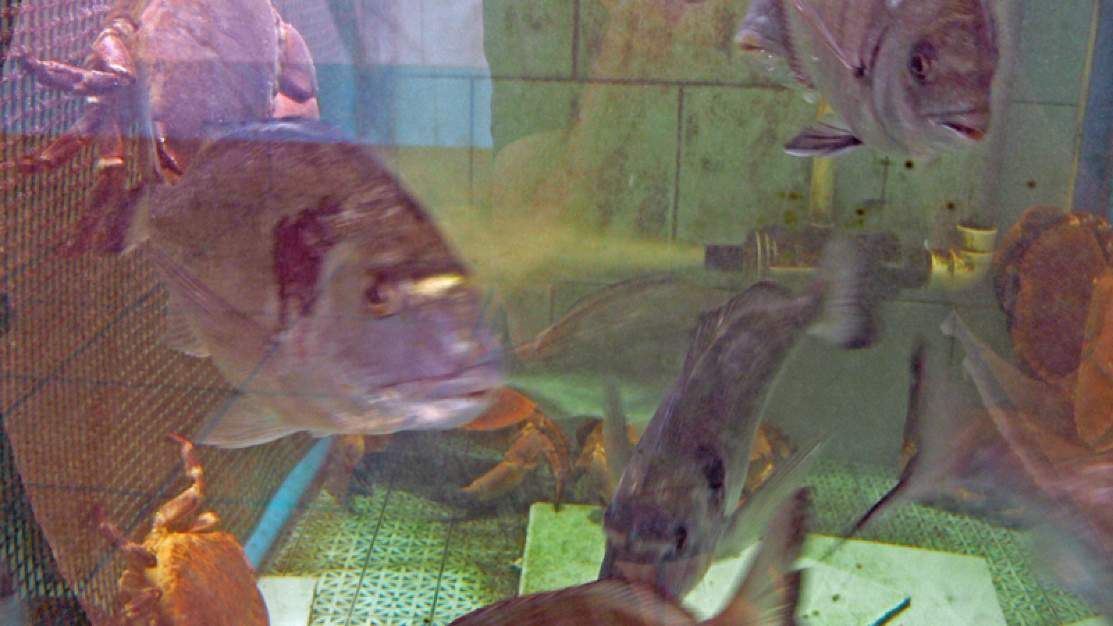 frischer-fisch-las-palmas-martin-dorado4.jpg