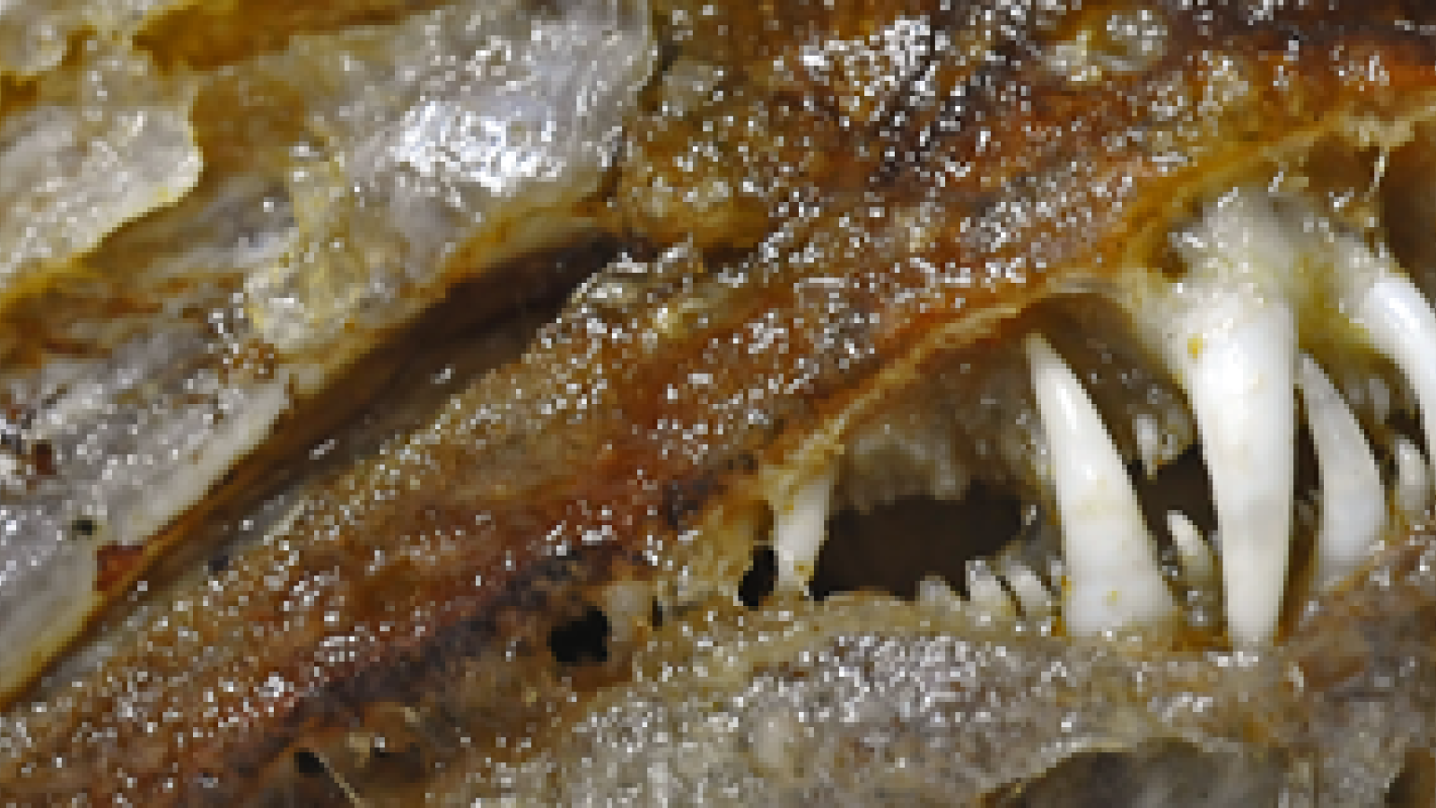 canarische_fische_02.png