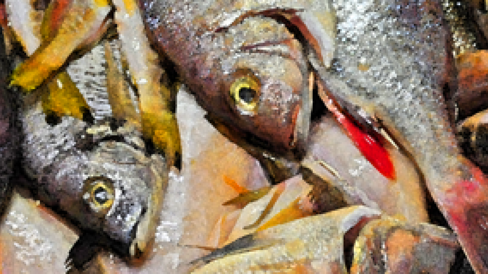 canarische_fische_01.png