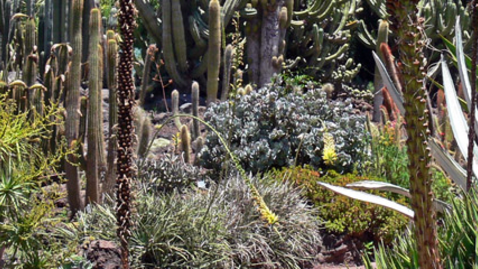 sightseeing-gran-canaria-jardin-botanico.jpg