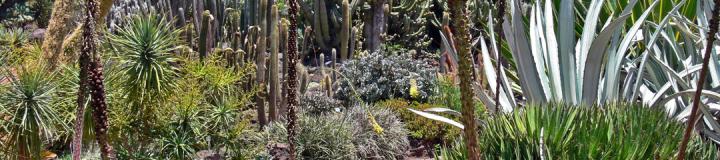 sightseeing-gran-canaria-jardin-botanico.jpg