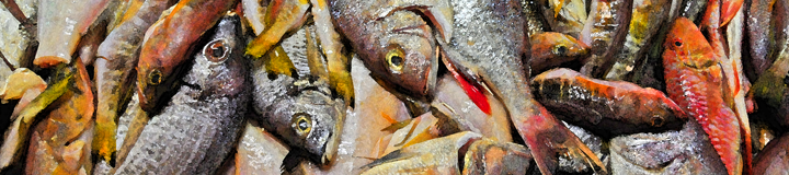 canarische_fische_01.png