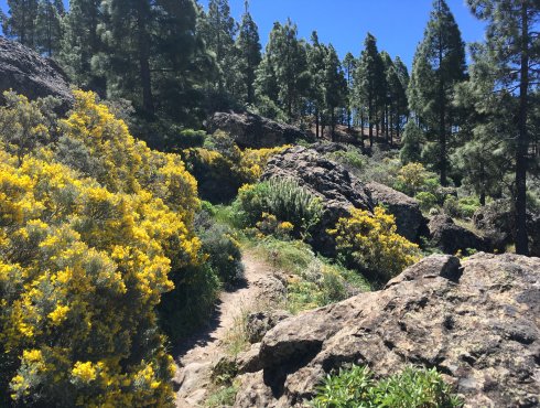 Rundwanderweg Roque Nublo